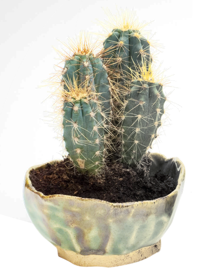 Cactus PNG Transparent Image
