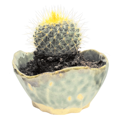 Cactus PNG Transparent Image