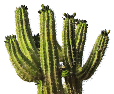 Cactus Desert Plant PNG Transparent Image