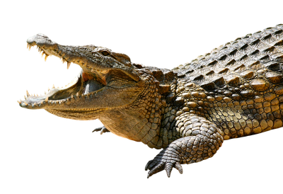 Crocodile PNG Transparent-Image