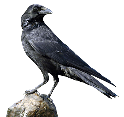 Crow PNG Transparent Image