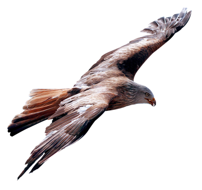 Eagle Fly PNG Transparent Image