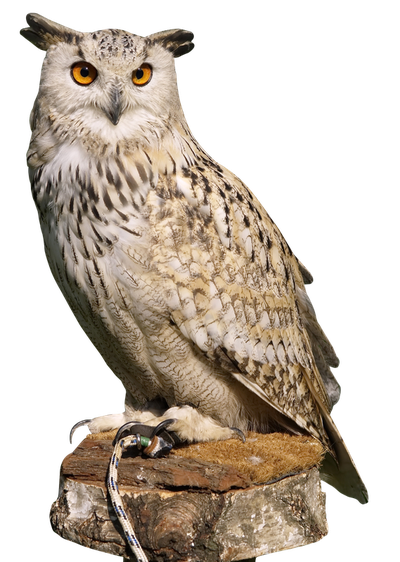 Eagle Owl PNG Transparent Image