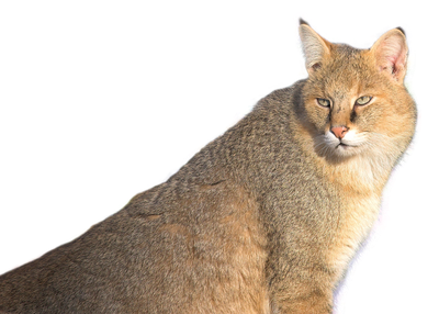 Jungle Cat PNG Transparent Image