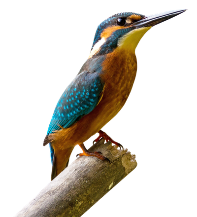 Kingfisher Bird PNG Transparent Image