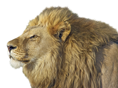 Lion PNG Transparent Image