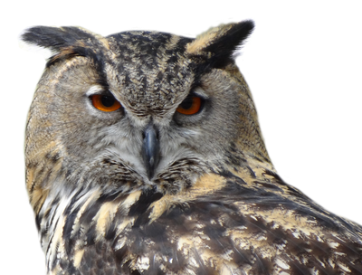 Owl Bird PNG Transparent Image