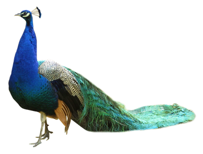 Peacock PNG Transparent Image