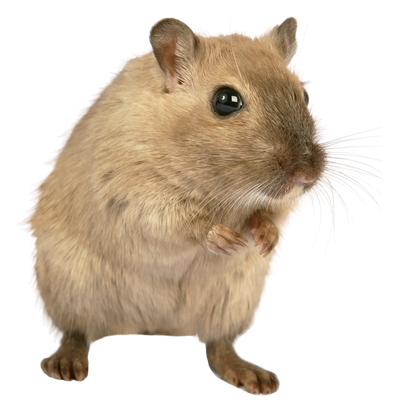 Rat Mouse PNG Transparent Image