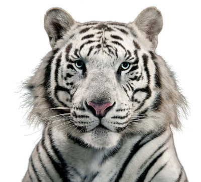 White Tiger PNG Transparent Image