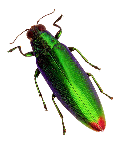 Beetle PNG Transparent Image