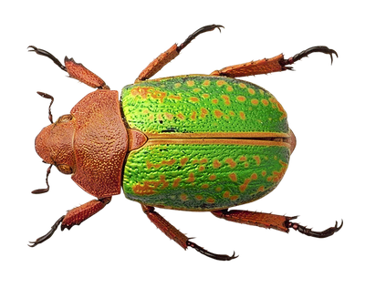 Bug PNG Transparent Image