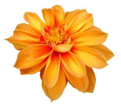 Dahlia Flower PNG Transparent Image