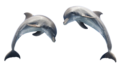 Dolphin Transparent PNG Image