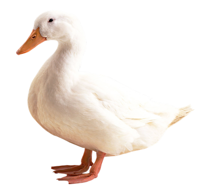 Duck PNG Transparent Image