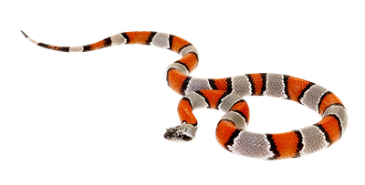 False Coral Snake PNG Transparent Image