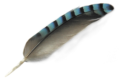 Feather PNG Transparent Image