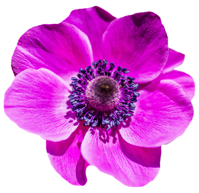 Flower PNG Transparent Image