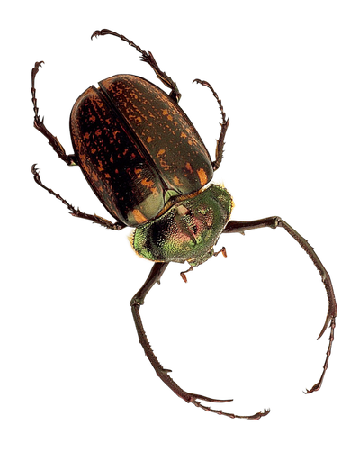 Insect PNG Transparent Image