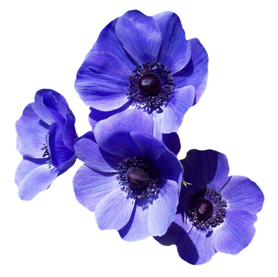 Purple Flower PNG Transparent Image