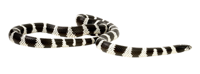 Snake PNG Transparent Image