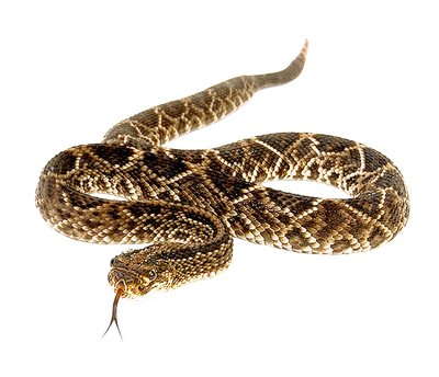 Snake PNG Transparent Image