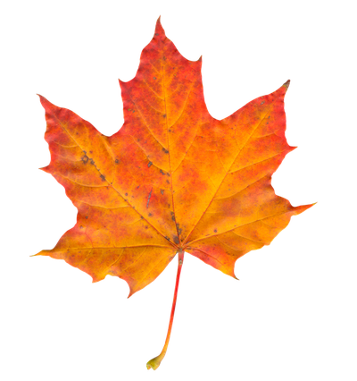 Autumn Leaf PNG Transparent Image