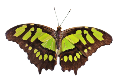 Butterfly PNG Transparent Image