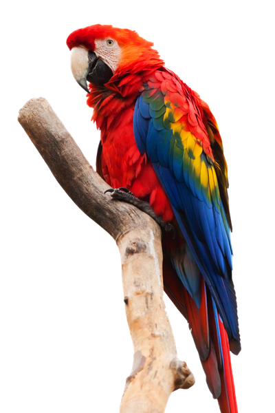 Parrot Macaw PNG Transparent Image