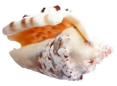 Sea Shell PNG Transparent Image