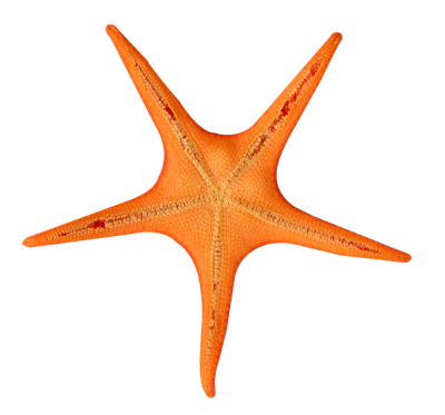 Star Fish PNG Transparent Image