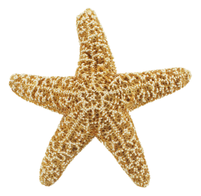 Starfish PNG Transparent Image