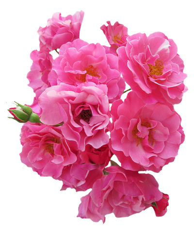 Bunch Pink Rose Flower PNG Image