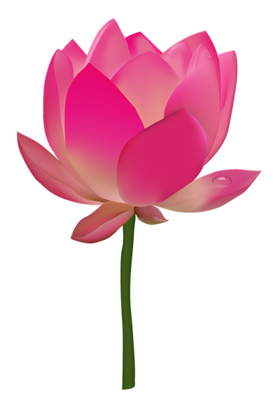 Lotus Flower PNG Transparent Image