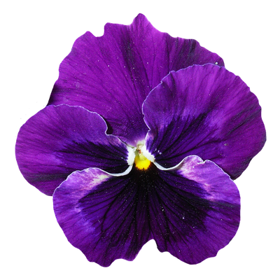 Pansy Flower PNG Transparent Image