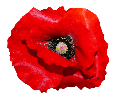 Poppy Flower PNG Transparent Image