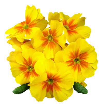 Primrose Flower PNG Image