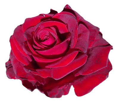 Red Rose Flower PNG Transparent Image