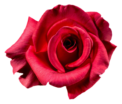 Red Rose Flower Top View PNG Image