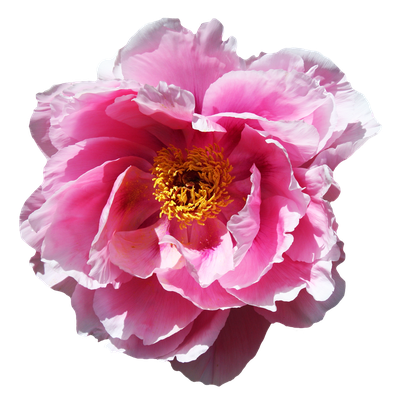 Rose Flower PNG Transparent Image
