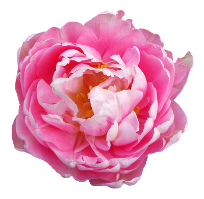 Rose Flower Pink Transparent PNG Image