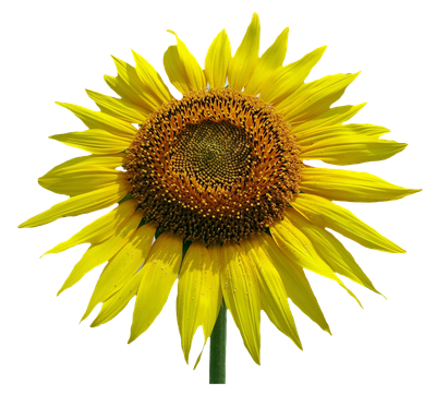 Sunflower Flower PNG Transparent Image