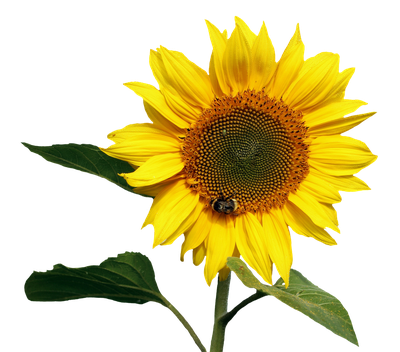 Sunflower Transparent PNG Image