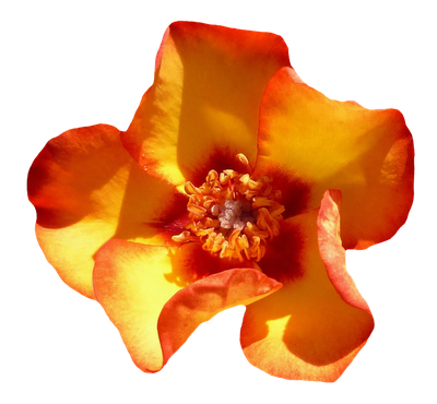 Yellow Rose Flower Top View PNG Image