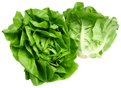Butterhead Lettuce PNG image