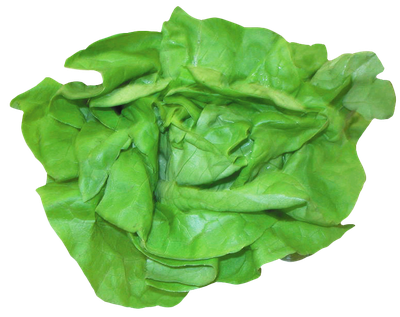 Fresh Lettuce PNG image