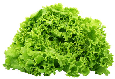 Green Lettuce PNG image