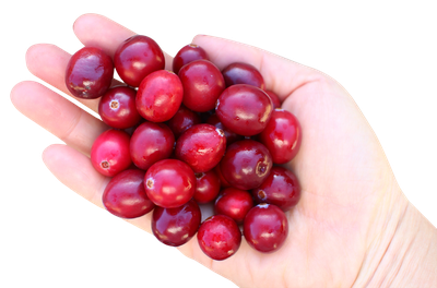 Hand with Cranberries PNG image