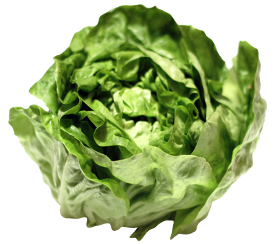Lettuce PNG image