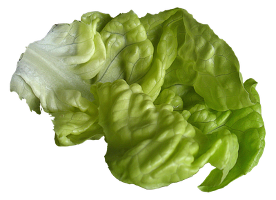 Lettuce PNG image